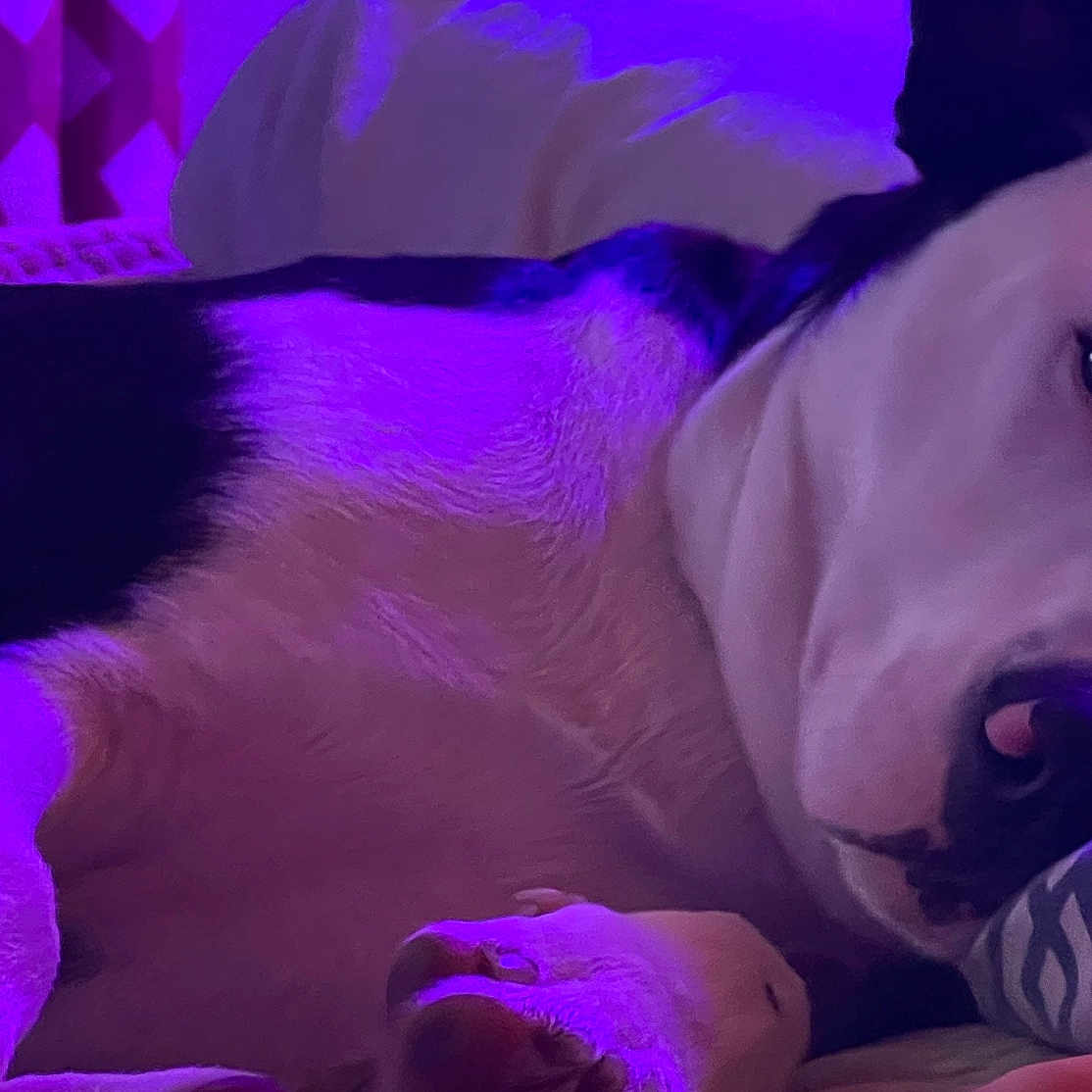 Oreo is registered to the contest to win money with this photo: animal, baby, bodypart, bulldog, canine, couch, dog, face, finger, furniture, hand, head, hound, husky, indoors, person, pet, pitbull, puppy, purple