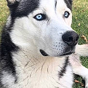 Nova is registered to the contest to win money with this photo: alert, animal, black_and_white, blue_eyes, canine, companion, cute, dog, domestic, ears, fur, grass, laying, mammal, nature, nose, outdoor, pet, portrait, siberian_husky