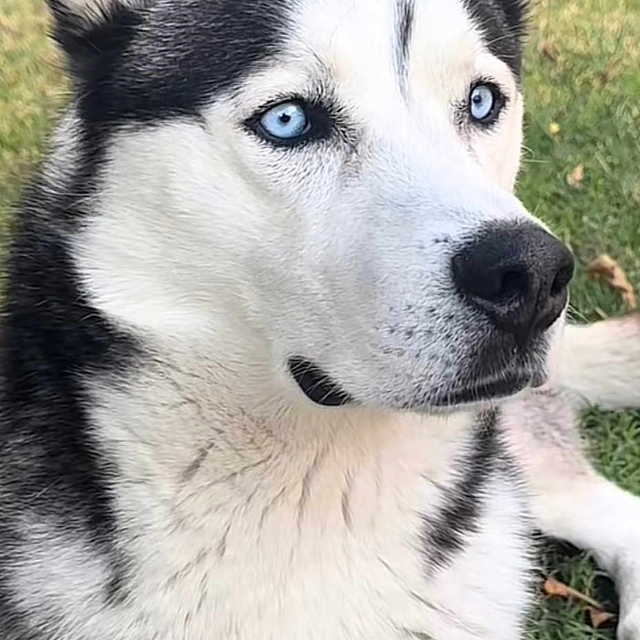 Nova
