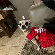 Smores is registered to the contest to win money with this photo: dog, small_dog, red_dress, pet_clothing, couch, indoor, tile_floor, wooden_table, wall, furniture, curious, sitting, animal, domestic, cute, closeup, light_brown, short_hair, looking, home