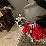 dog, small_dog, red_dress, pet_clothing, couch, indoor, tile_floor, wooden_table, wall, furniture, curious, sitting, animal, domestic, cute, closeup, light_brown, short_hair, looking, home