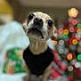 dog, small_dog, close_up, black_shirt, christmas_tree, bokeh, indoor, holiday, decorations, couch, pet, cute, eyes, face, fur, portrait, blurred_background, festive, cozy, animal