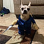 dog, costume, blue_outfit, toy_knife, living_room, rug, tile_floor, couch, pet, small_dog, funny, indoor, animal, puppy, ears_up, serious_expression, fake_arms, floor, home, cute