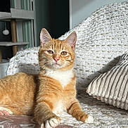 Ronnie a rejoint le concours — aidez-le/la à gagner de superbes lots ! cat, kitten, orange_cat, ginger_cat, pet, indoor, blanket, pillow, sunlight, cozy, relaxed, portrait, whiskers, paw, fur, cat_tree, home, texture, cute, sleepy