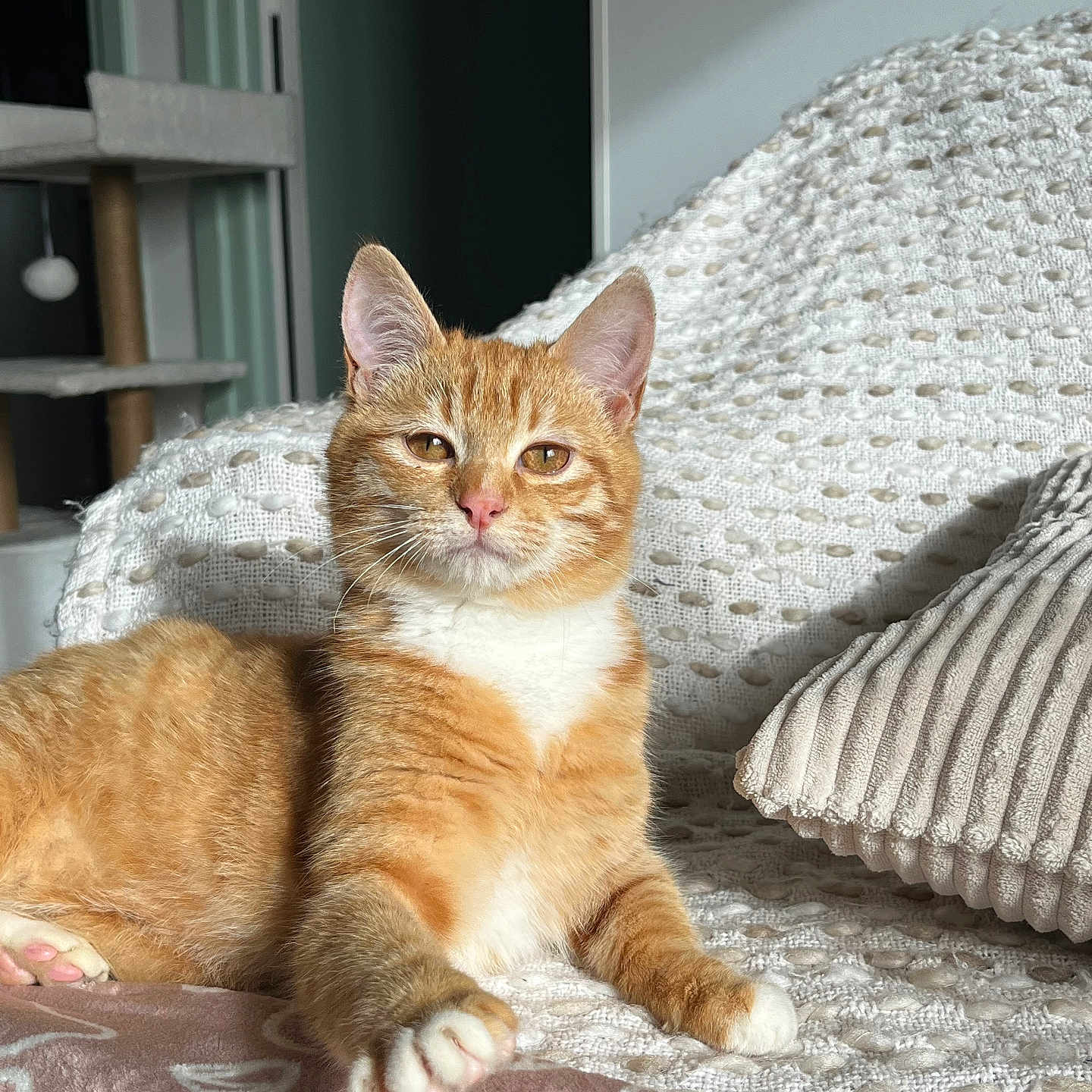 Ronnie a rejoint le concours — aidez-le/la à gagner de superbes lots ! blanket, cat, cat_tree, cozy, cute, fur, ginger_cat, home, indoor, kitten, orange_cat, paw, pet, pillow, portrait, relaxed, sleepy, sunlight, texture, whiskers