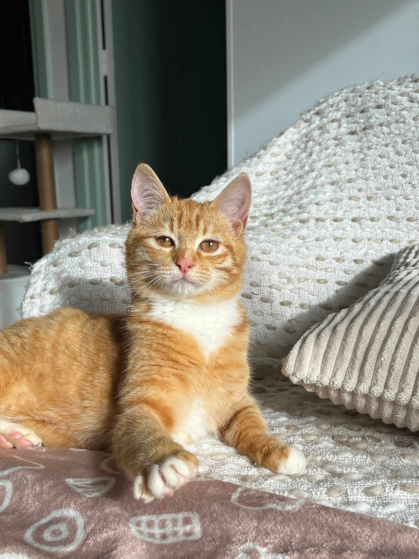 Ronnie a rejoint le concours — aidez-le/la à gagner de superbes lots ! cat, kitten, orange_cat, ginger_cat, pet, indoor, blanket, pillow, sunlight, cozy, relaxed, portrait, whiskers, paw, fur, cat_tree, home, texture, cute, sleepy