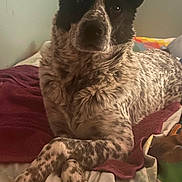 Roxy Ann joined the competition — help win amazing prizes! dog, bed, blanket, fur, paws, crossed_legs, indoor, resting, pet, animal, speckled_fur, canine, relaxed, cozy, domestic, laying_down, portrait, fur_pattern, ears, companion