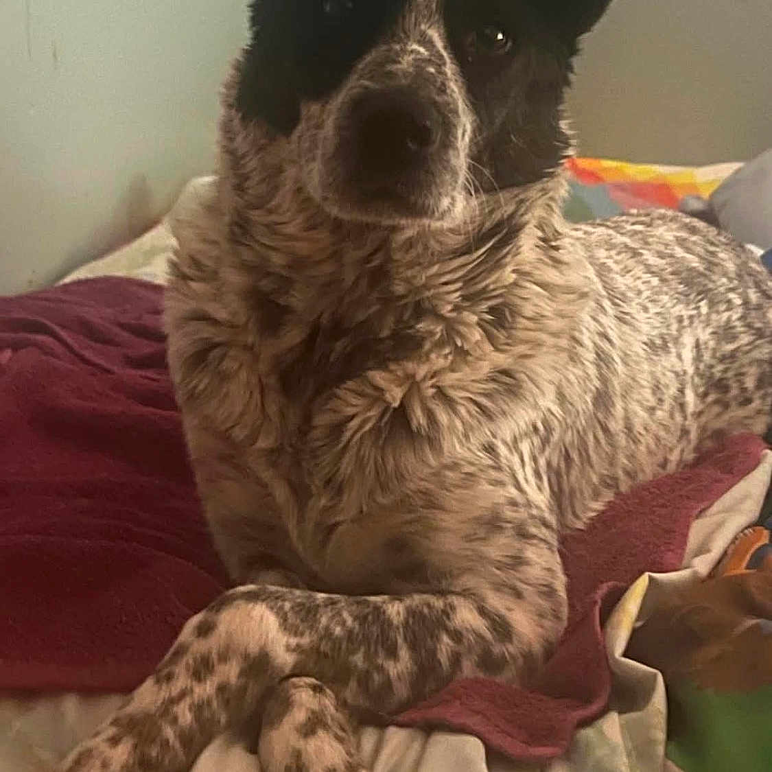 Roxy Ann joined the competition — help win amazing prizes! dog, bed, blanket, fur, paws, crossed_legs, indoor, resting, pet, animal, speckled_fur, canine, relaxed, cozy, domestic, laying_down, portrait, fur_pattern, ears, companion