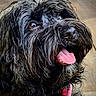dog, black_dog, curly_fur, tongue_out, happy, pet, close_up, portrait, canine, animal, domestic_animal, fur, wooden_floor, natural_light, playful, cute, companion, mammal, friendly, indoors