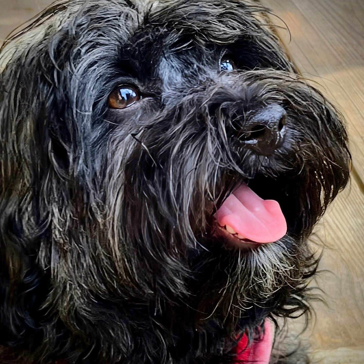 Molly
