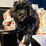 puppy, black_dog, pet, quilt, blanket, indoor, furniture, curly_fur, cute, small_dog, animal, cozy, home, soft_light, looking, fur, companion, young_dog, curious, resting_place