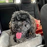 animal, black_dog, blurred, car_interior, car_seat, companion, cozy, curly_fur, cute, dog, domestic_animal, fur, happy, pet, pet_bed, resting, seat, seat_back, tongue_out, window