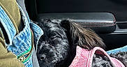 Molly joined the competition — help win amazing prizes! dog, pet, sleeping, pink_harness, car_interior, person, tattoo, arm, denim_overalls, green_shirt, seatbelt, black_fur, close_up, resting, companion, casual, comfort, lap, transportation, vehicle