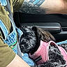 dog, pet, sleeping, pink_harness, car_interior, person, tattoo, arm, denim_overalls, green_shirt, seatbelt, black_fur, close_up, resting, companion, casual, comfort, lap, transportation, vehicle
