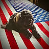 american_flag, animal, background, black_dog, blue, dog, fabric, fur, home, indoor, lying_down, patriotic, pet, red, relaxing, shadow, stars, stripes, vignette, white