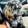 black_dog, blurred, candid, car_interior, casual, companion, curly_fur, dog, domestic_animal, furry, hand, indoor, lap, person, pet, seat, seatbelt, travel, vehicle, window