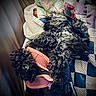 animal, black_dog, blanket, closeup, comfort, cozy, cute, dog, fur, fur_texture, indoor, laying_down, patchwork, paw, pet, pink_harness, quilt, relaxed, resting, sleeping