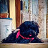 dog, black_dog, red_harness, tongue_out, fluffy, wooden_surface, outdoor, trees, container, pet, animal, resting, fur, canine, nature, relaxing, daylight, closeup, portrait, cute