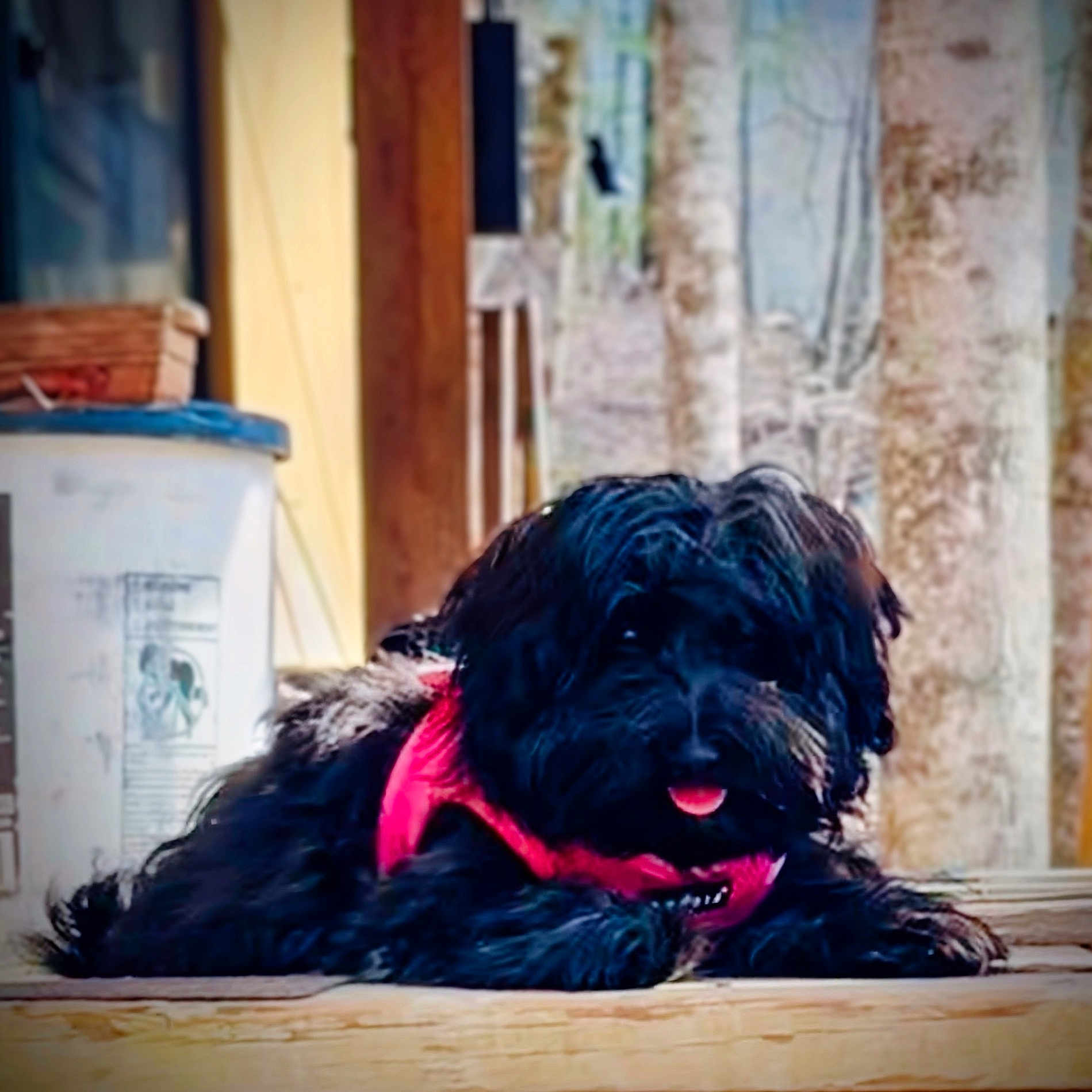Molly
