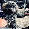 animal, black_dog, camo_shorts, car_interior, casual, closeup, companion, curious, curly_fur, cute, dog, fur, hand, indoor, lap, person, pet, seat, steering_wheel, window
