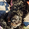 animal, black_dog, blanket, close_up, cozy, curly_fur, cute, dog, fur, indoor, mammal, nose, pet, quilt, relaxation, resting, sleeping, soft, texture, whiskers