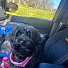 dog, black_dog, pet, car_interior, passenger_seat, pink_harness, window, outdoor, daytime, grass, trees, blue_sky, bottle, drink, bag, seatbelt, reflection, curious, closeup, companion