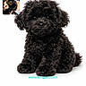 adorable, animal, black_fur, closeup, companion, cute, cute_pet, dog, domestic_animal, fluffy, furry, indoor, mammal, pet, portrait, puppy, sitting, small, studio, young