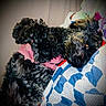 animal, bedroom, black_fur, blanket, canine, comfort, cozy, curly_fur, cute, dog, fur, home, indoor, lying_down, pet, pink_sweater, quilt, relaxed, resting, sleepy