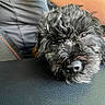 animal, black_dog, casual, close_up, companion, cozy, curly_fur, cute, dog, fabric, fur, head, home, indoor, person_arm, pet, relaxed, resting, snout, texture