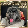 advertisement, animal, bed, black_dog, closeup, contest, cushion, cute, dog, fluffy, friendly, indoor, paw_print, pet, pet_contest, promotion, text_overlay, tongue_out, treats, vote