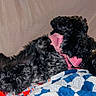 animal, bed, black_dog, blanket, comfort, couch, cozy, cute, dog, fluffy, fur, home, indoor, lying_down, pet, pink_sweater, quilt, relaxed, resting, sleeping