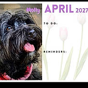 Molly is registered to the contest to win money with this photo: 2027, animal, april, background, black_dog, calendar, close_up, cute, dog, flowers, happy, pet, pink_collar, portrait, reminders, text_overlay, to_do, tongue_out, tulips, wood_floor