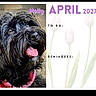 2027, animal, april, background, black_dog, calendar, close_up, cute, dog, flowers, happy, pet, pink_collar, portrait, reminders, text_overlay, to_do, tongue_out, tulips, wood_floor