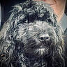 animal, black_dog, blurred_background, car, close_up, companion, curly_fur, cute, dog, domestic_animal, face, friendly, fur, human, indoors, person, pet, portrait, seat, soft_focus