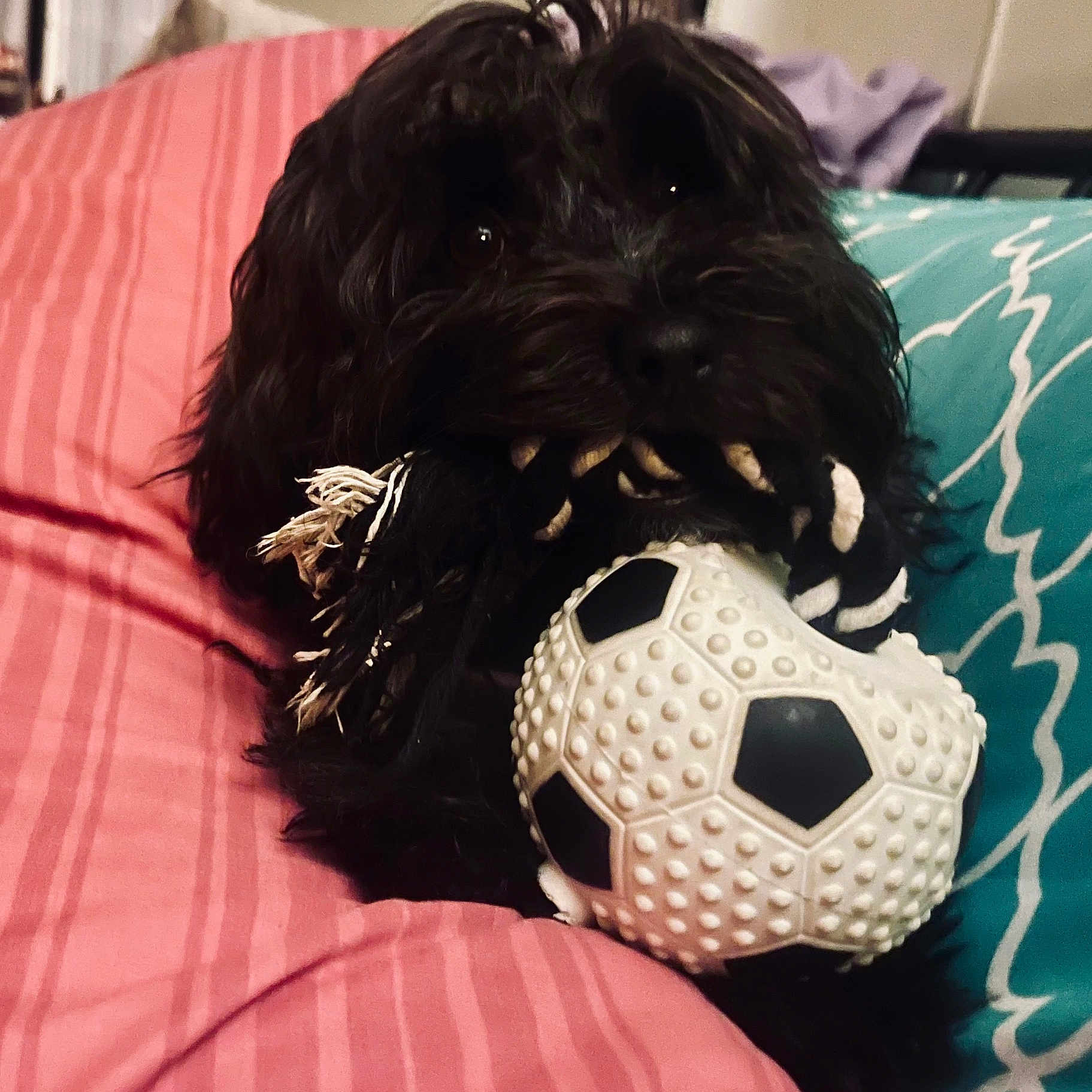 Molly