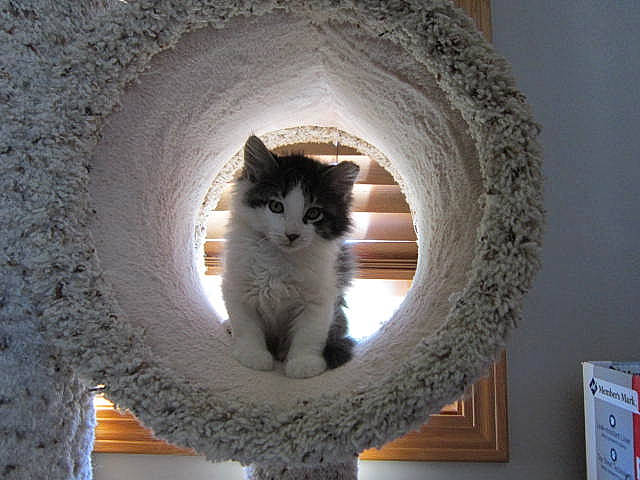 Danny joined the competition — help win amazing prizes! aegean_cat, carnivore, cat, domestic_short_haired_cat, european_shorthair, felidae, ojos_azules, polydactyl_cat, ragdoll, small_to_medium_sized_cats, whiskers, window