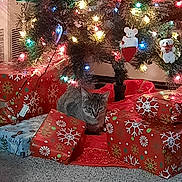 Cobbler joined the competition — help win amazing prizes! animal, carpet, cat, celebration, christmas_lights, christmas_tree, colorful, cozy, decorations, feline, festive, gift_wrap, holiday, indoor, ornaments, pet, presents, seasonal, tree_skirt, warm_light