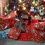 animal, carpet, cat, celebration, christmas_lights, christmas_tree, colorful, cozy, decorations, feline, festive, gift_wrap, holiday, indoor, ornaments, pet, presents, seasonal, tree_skirt, warm_light