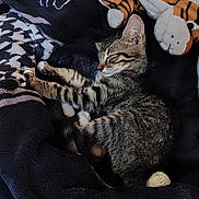 Elio a rejoint le concours — aidez-le/la à gagner de superbes lots ! animal, black_blanket, blanket, cat, comfort, cozy, cute, feline, indoor, kitten, nap, pet, plush_toy, resting, sleeping, snuggling, soft_texture, tabby, tiger, yarn_ball