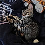 animal, black_blanket, blanket, cat, comfort, cozy, cute, feline, indoor, kitten, nap, pet, plush_toy, resting, sleeping, snuggling, soft_texture, tabby, tiger, yarn_ball