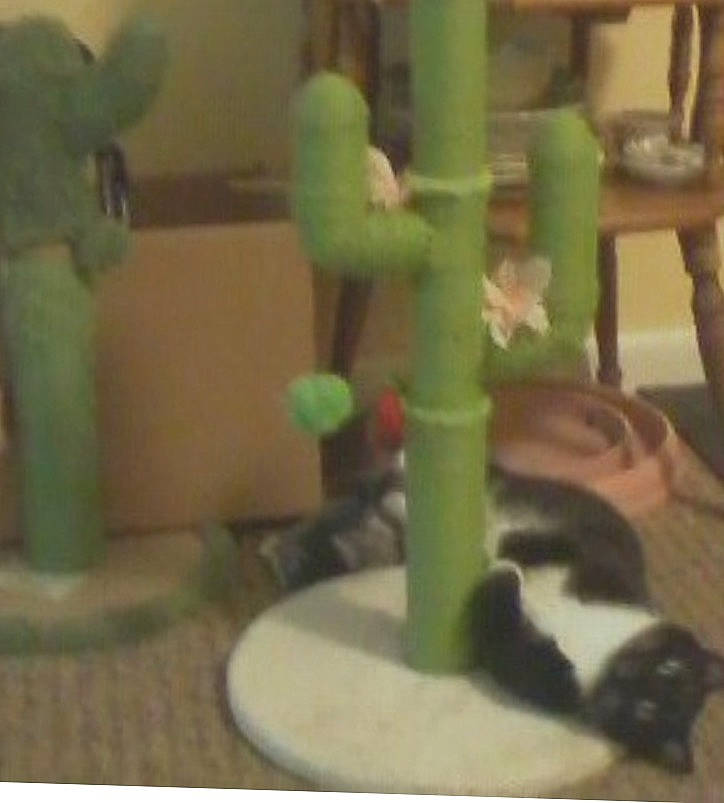 Mittens is registered to the contest to win money with this photo: cat, domestic_short_haired_cat, felidae, fur, metal, pet_supply, plastic, play, recreation, room, small_to_medium_sized_cats, snapshot, tail, terrestrial_animal, toy, whiskers