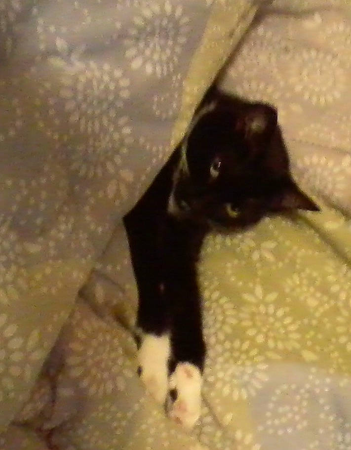 Mittens joined the competition — help win amazing prizes! black_cat, bombay, carnivore, cat, cat_supply, claw, comfort, dog_breed, domestic_short_haired_cat, felidae, flooring, fur, linens, pattern, paw, small_to_medium_sized_cats, tail, terrestrial_animal, tints_and_shades, whiskers