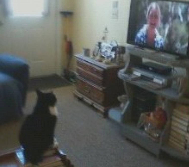 Mittens is registered to the contest to win money with this photo: building, carnivore, cat, chair, chest_of_drawers, comfort, drawer, entertainment_center, felidae, flooring, furniture, hardwood, house, living_room, room, small_to_medium_sized_cats, table, television, television_set, wood