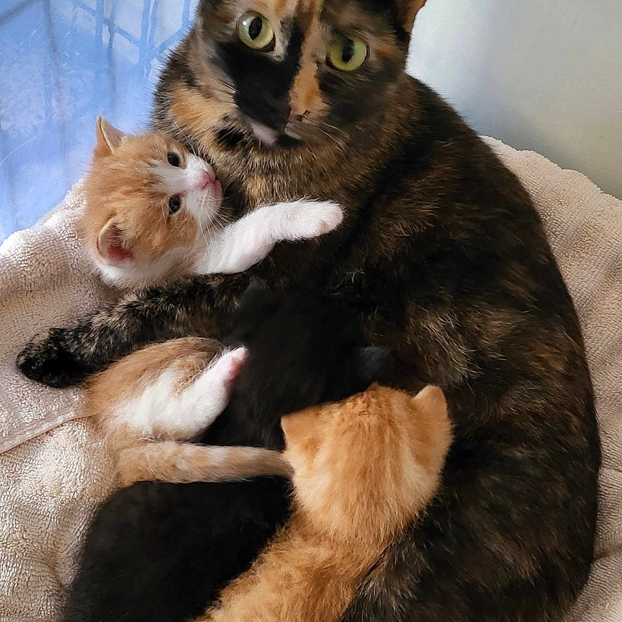 Rolo Cappuccino is registered to the contest to win money with this photo: abyssinian, animal, bed, blackcat, blanket, brasssection, canine, cat, couch, dog, furniture, horn, kitten, manx, musicalinstrument, pet, rat, rodent, siamese, wood