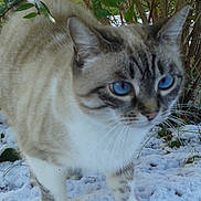 Gaufrette a rejoint le concours — aidez-le/la à gagner de superbes lots ! cat, blue_eyes, snow, outdoor, bush, whiskers, feline, close_up, fur, portrait, nature, winter, animal, paw, stripes, greenery, ground, pet, curious, nose