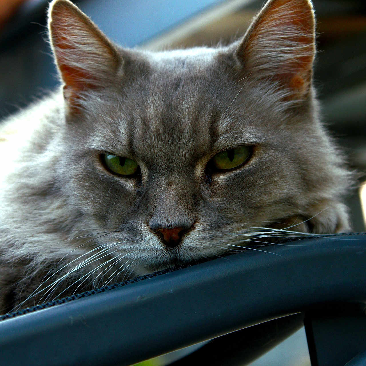 Prozac a rejoint le concours — aidez-le/la à gagner de superbes lots ! animal, cat, close_up, contemplative, cute, detailed, domestic_animal, feline, fur, gray_cat, green_eyes, grumpy_expression, metal_surface, nature, outdoor, pet, portrait, resting, soft_background, whiskers