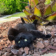 Utopia participe au concours pour gagner de l'argent avec cette photo : animal, bark_mulch, black_cat, cat, closeup, curious, eyes, fur, garden, greenery, lying_down, nature, outdoor, paws, pet, plants, playful, relaxed, sunlight, tropical_plant