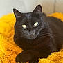 Utopia a rejoint le concours — aidez-le/la à gagner de superbes lots ! animal, black_cat, cat, close_up, cozy, cute, domestic_animal, eyes, feline, fur, indoor, lying_down, pet, portrait, relaxed, resting, soft_texture, warm_colors, whiskers, yellow_blanket