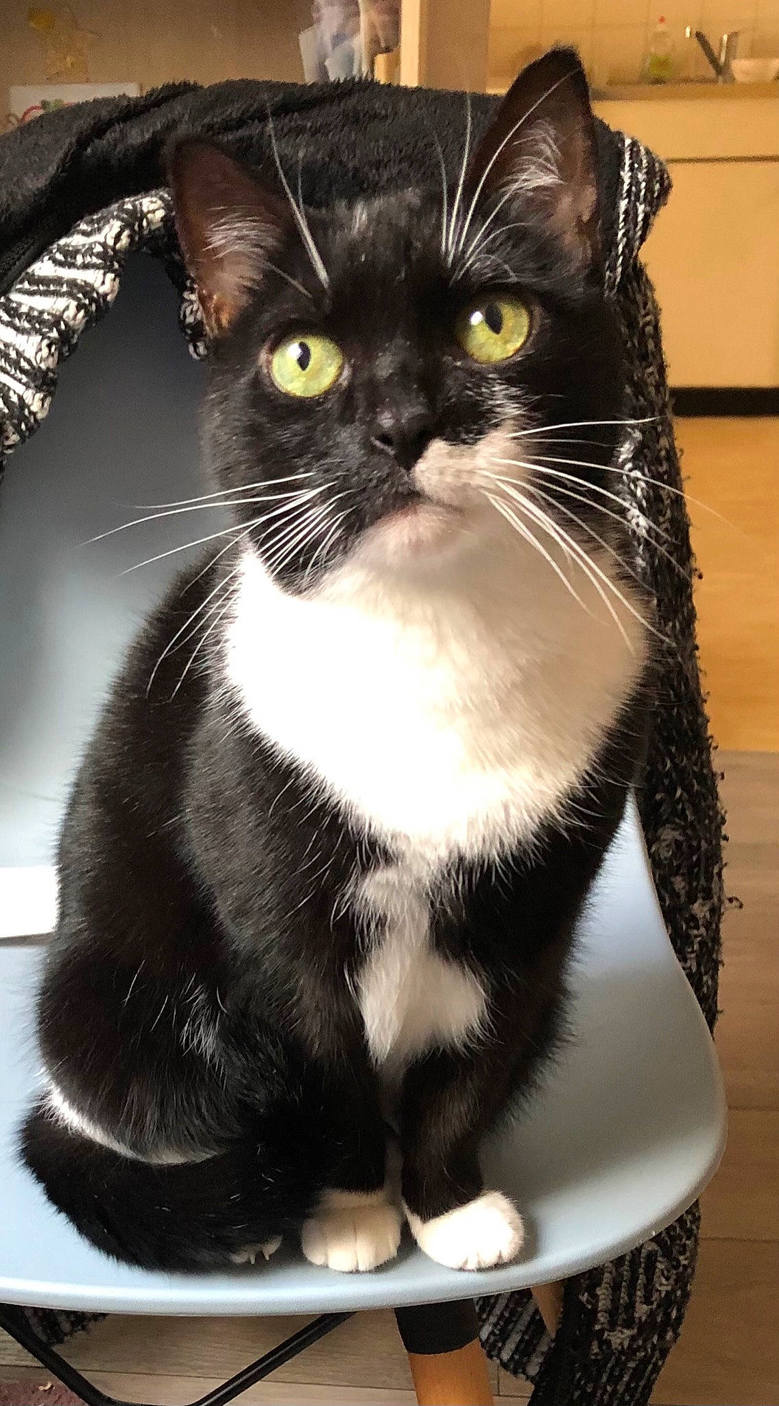 Bella a rejoint le concours — aidez-le/la à gagner de superbes lots ! carnivore, cat, domestic_short_haired_cat, felidae, formal_wear, fur, monochrome_photography, packaging_and_labeling, small_to_medium_sized_cats, snout, tail, terrestrial_animal, whiskers