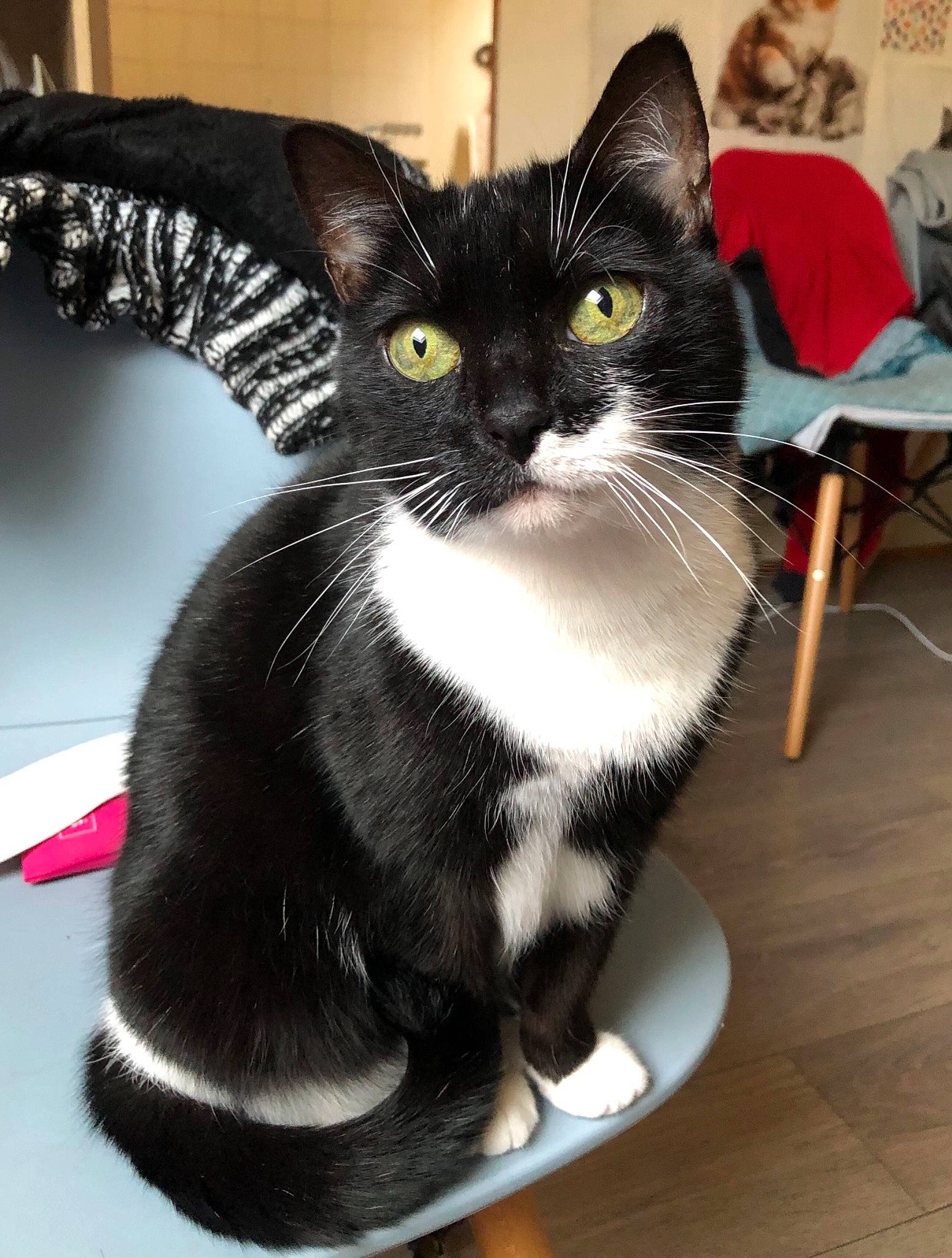 Bella participe au concours pour gagner de l'argent avec cette photo : black_cat, carnivore, cat, chair, claw, comfort, domestic_short_haired_cat, felidae, formal_wear, fur, paw, small_to_medium_sized_cats, snout, tail, whiskers